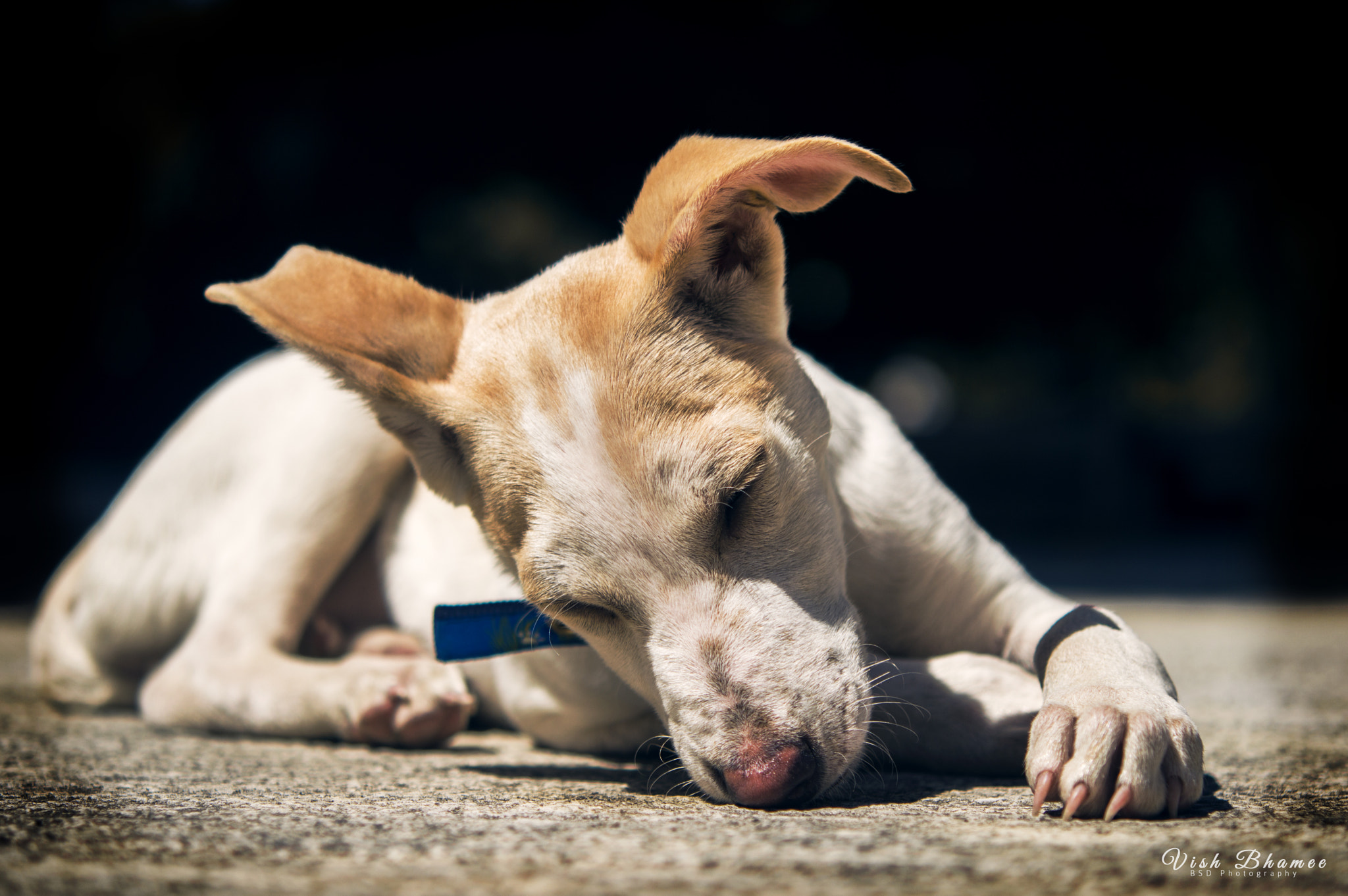 Nikon AF-S Micro-Nikkor 60mm F2.8G ED sample photo. Peaceful sleep photography