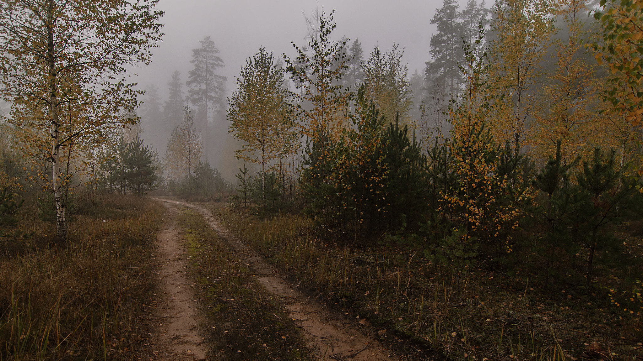 Tokina AT-X Pro 12-24mm F4 (IF) DX sample photo. Forest road in autumn forest. photography