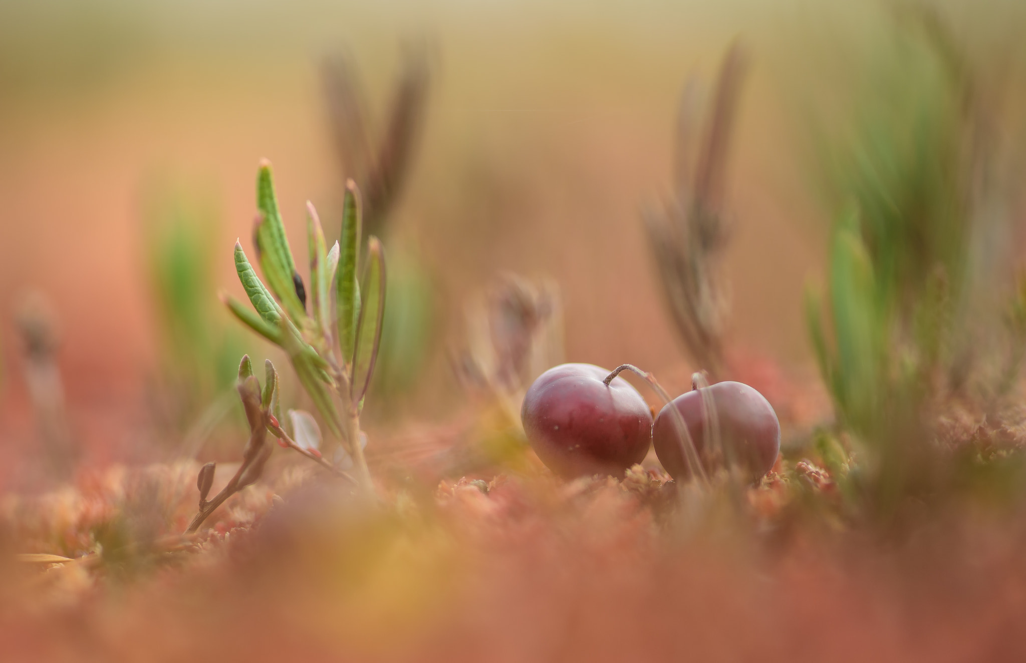 Nikon Df sample photo. Cranberries photography