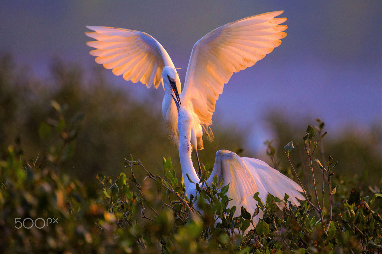 Canon EF 200mm F2.8L II USM sample photo. Feeding photography
