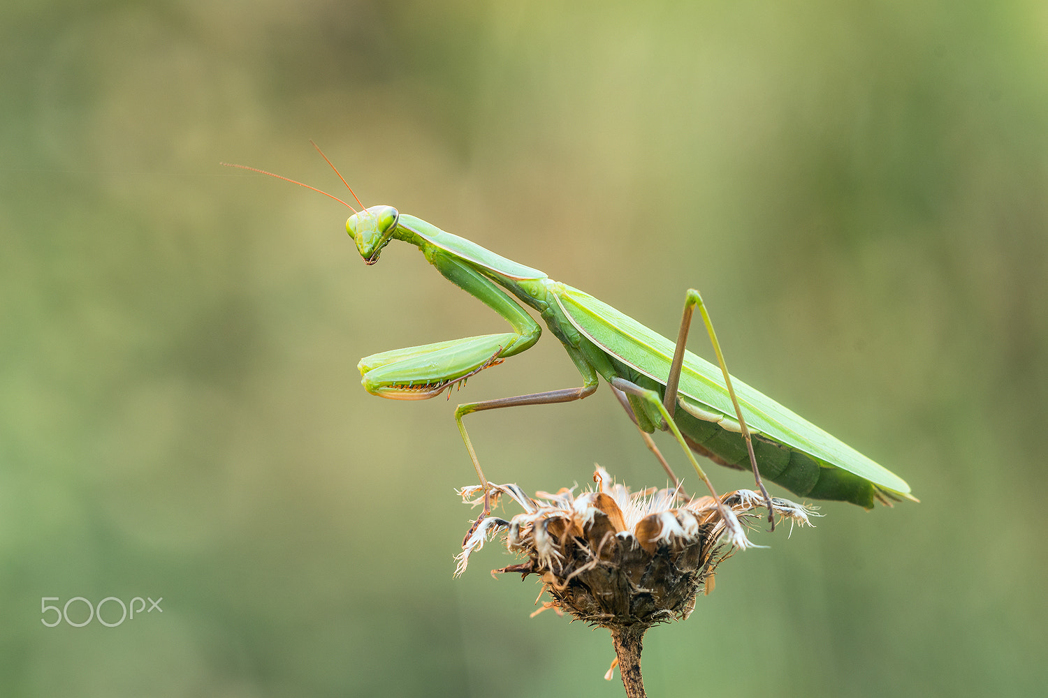 Sigma 150mm F2.8 EX DG Macro HSM sample photo. Mantis religiosa photography