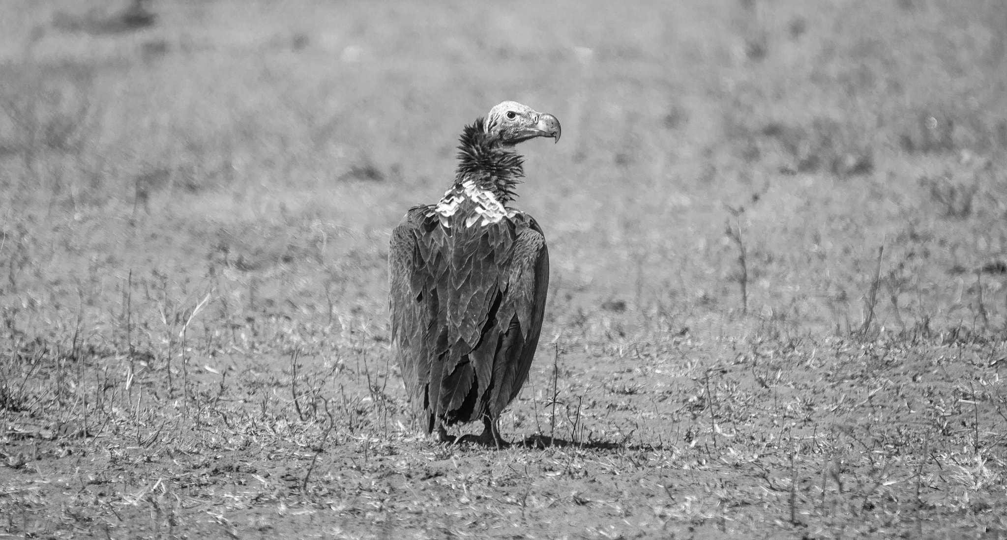 Sigma 120-400mm F4.5-5.6 DG OS HSM sample photo. Lappet faced vulture photography