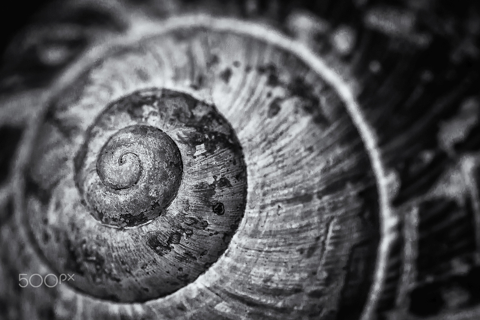 Tamron SP AF 60mm F2 Di II LD IF Macro sample photo. Dead nature photography