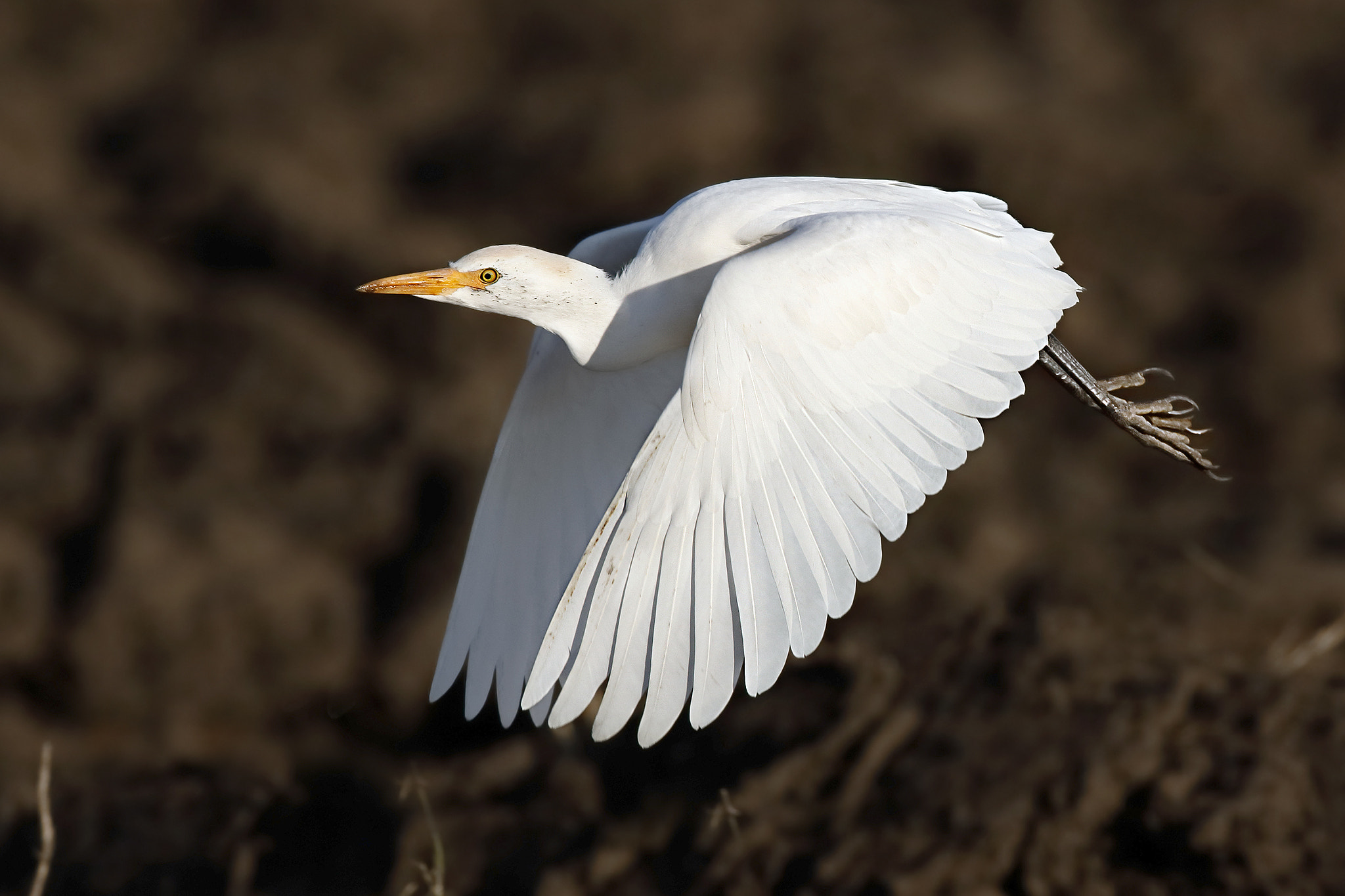 Canon EF 500mm f/4.5L sample photo. Cattle egret photography