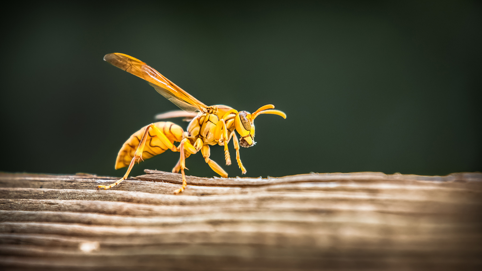 Canon EOS 50D sample photo. Yellow paper wasp photography