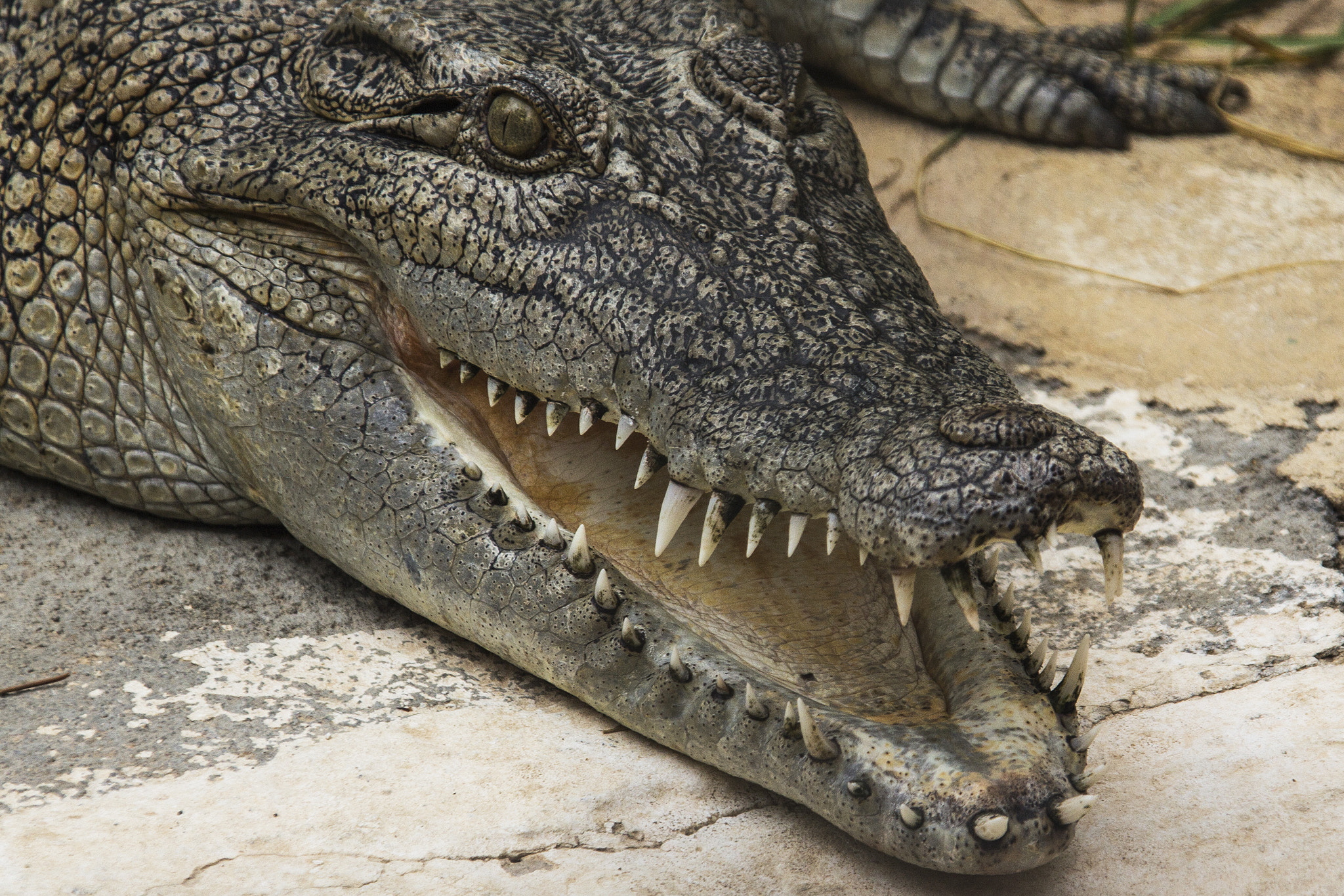 Sigma 18-200mm f/3.5-6.3 DC OS sample photo. Crocodile photography