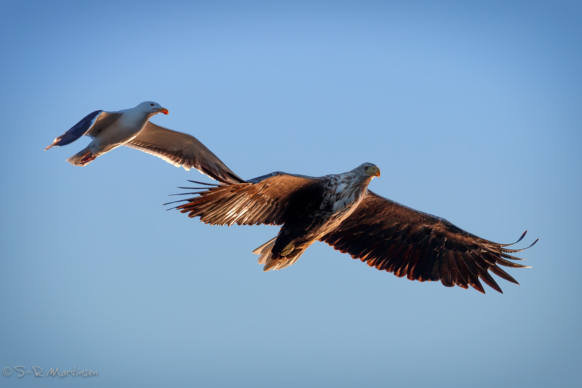 Canon EF 300mm F2.8L IS USM sample photo. Comparison photography