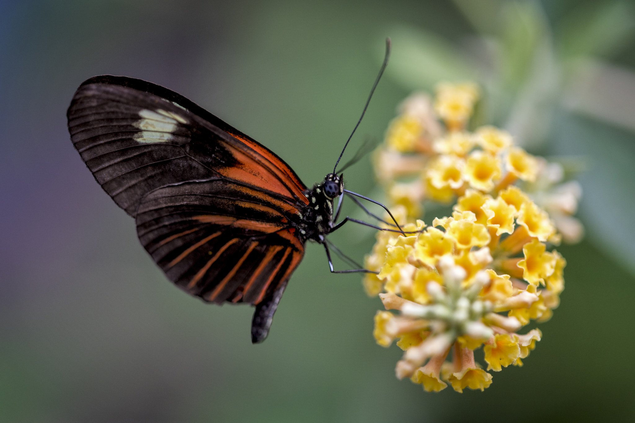 Sigma APO Macro 150mm f/2.8 EX DG HSM sample photo. Butterfly photography