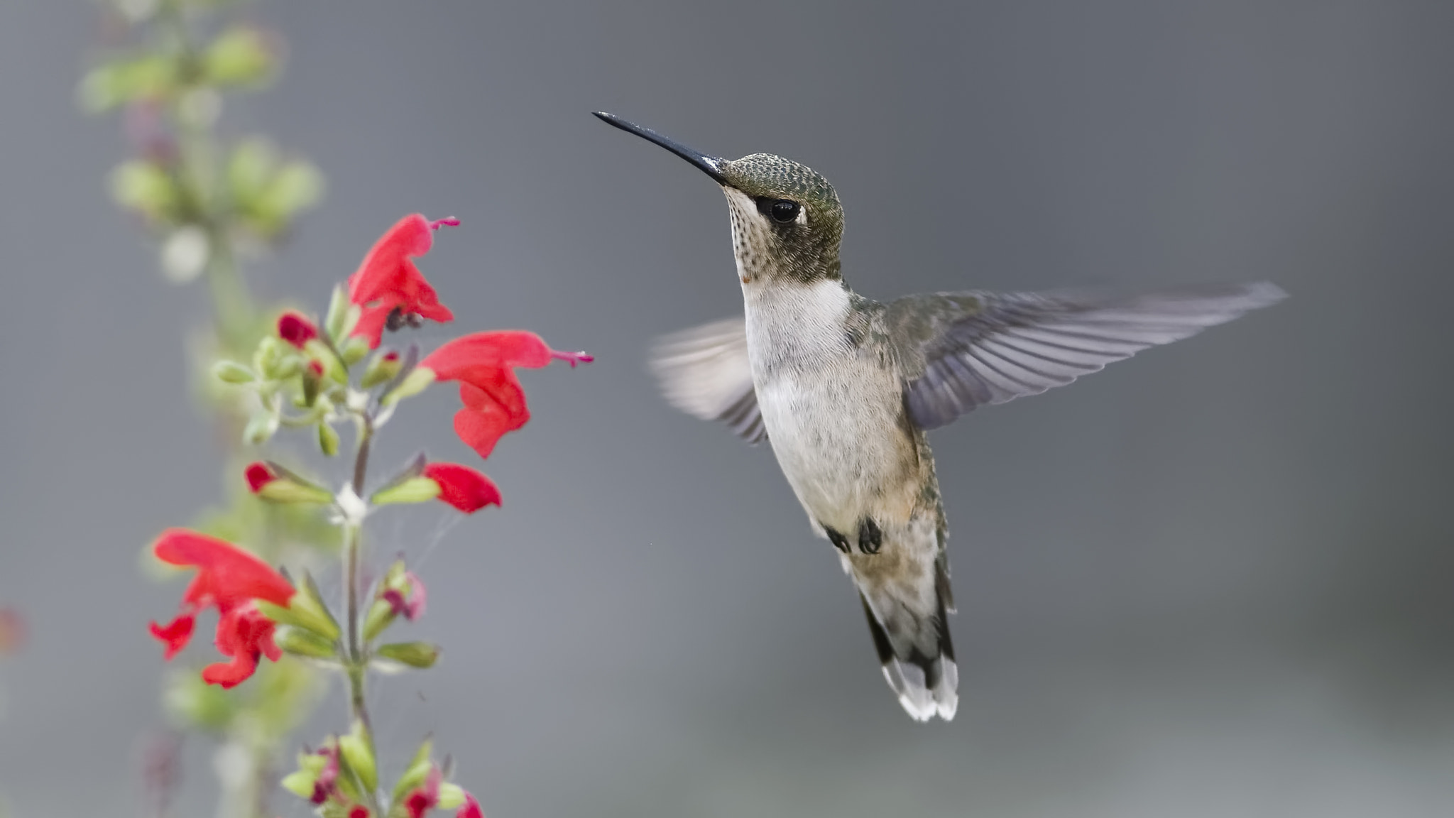 Nikon D7100 + Zeiss Milvus 35mm f/2 sample photo. I'm here for the nectar photography