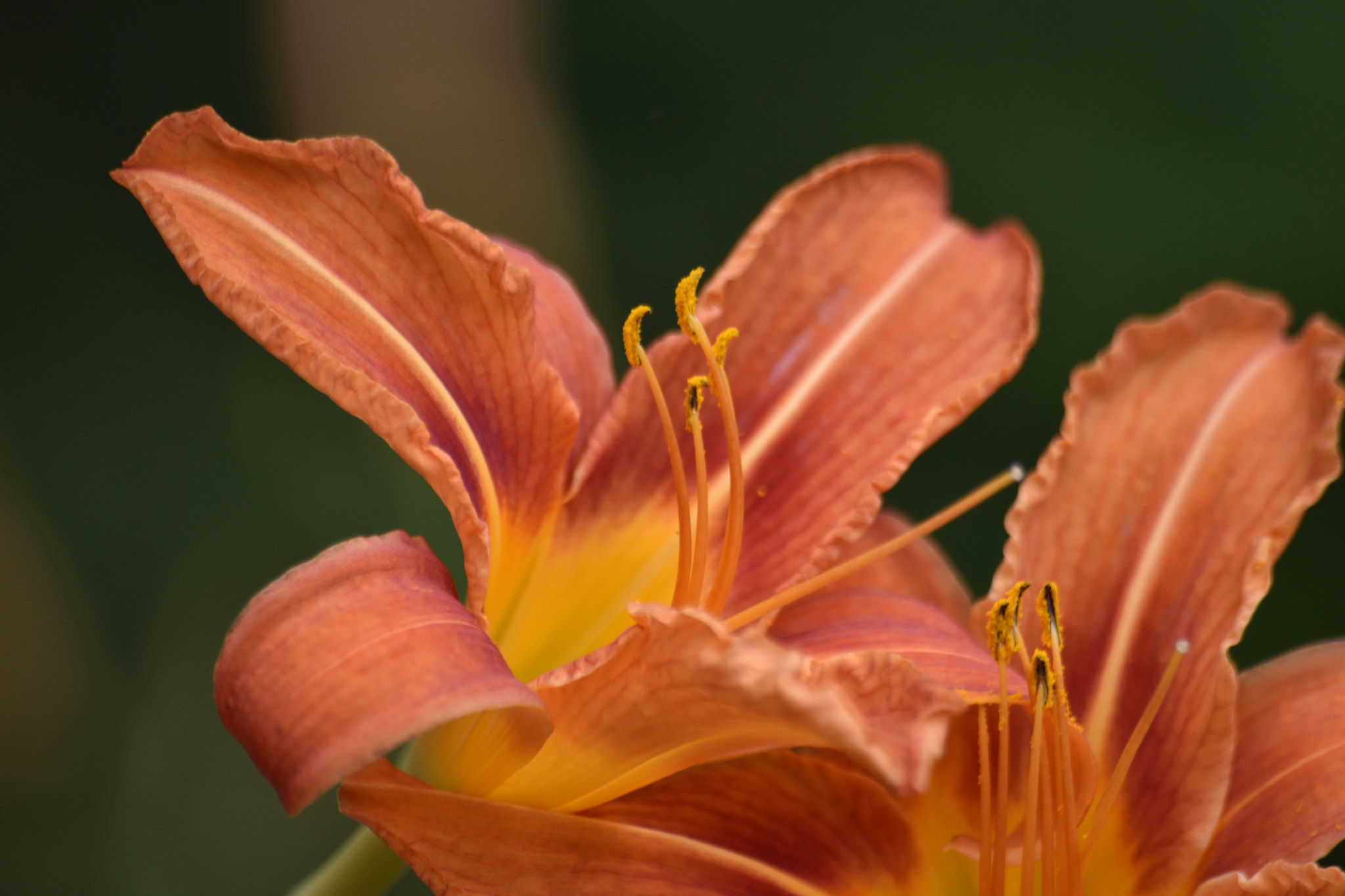 Sigma 70-300mm F4-5.6 APO Macro Super II sample photo. Lys photography