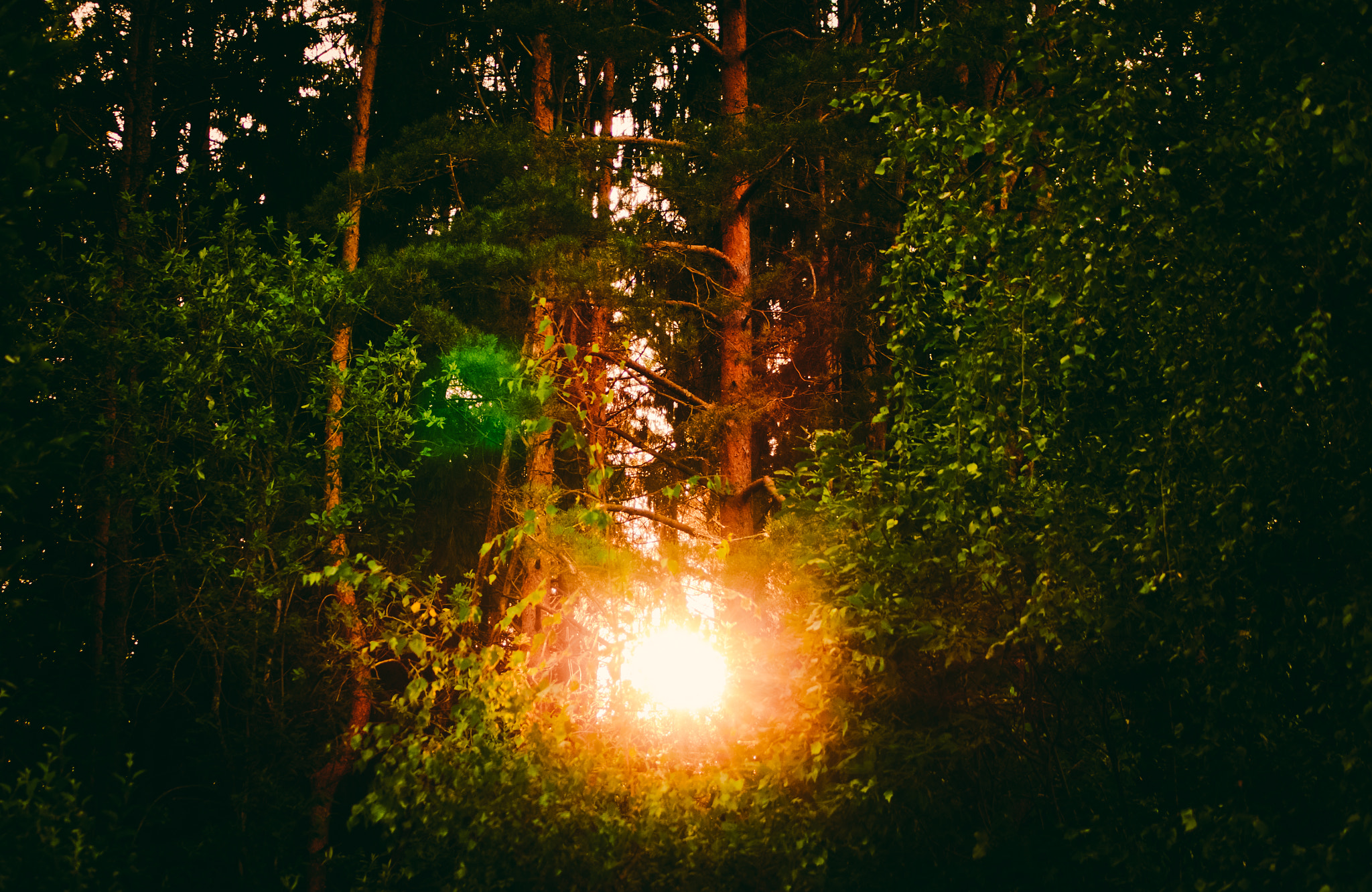 Sony SLT-A58 + Tamron AF 55-200mm F4-5.6 Di II LD Macro sample photo. Sunset in the forest photography