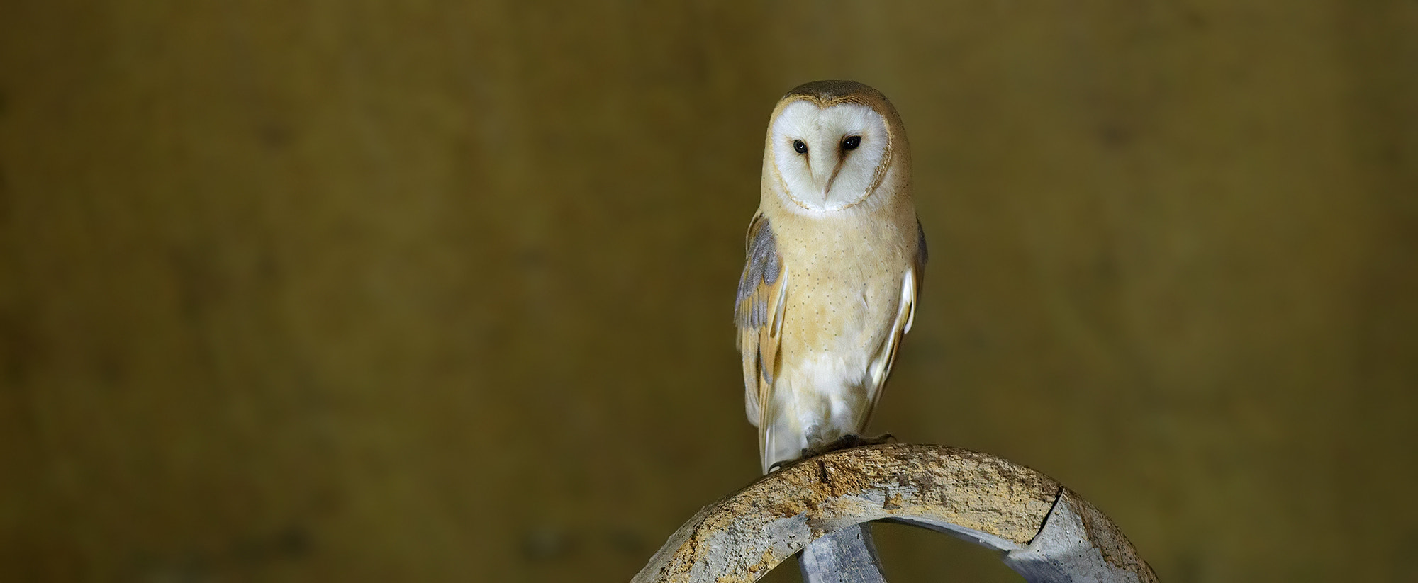 Canon EF 300mm F2.8L IS USM sample photo. Barn owl  photography