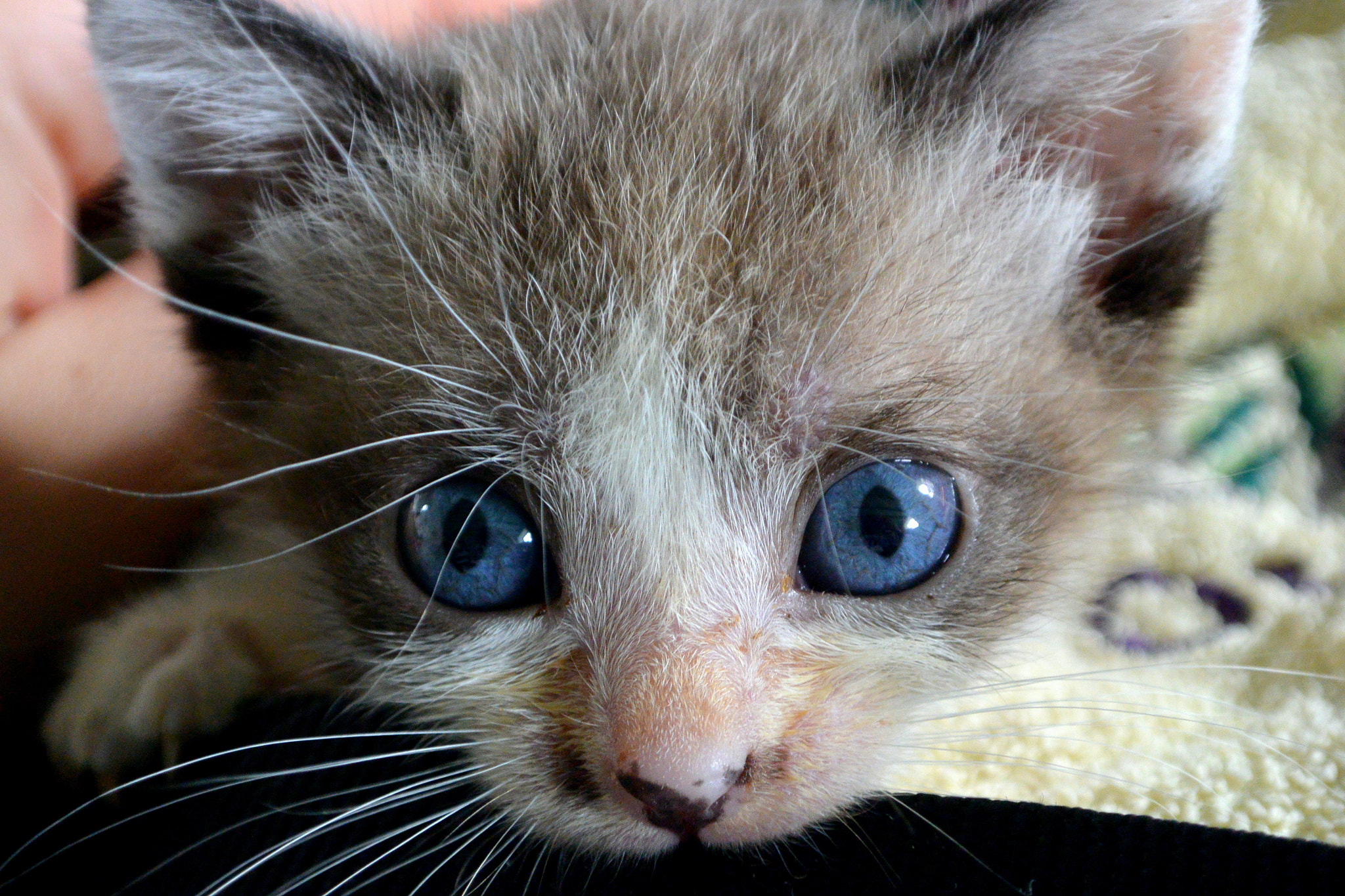 Nikon 1 J3 sample photo. Blue eyed kitten photography