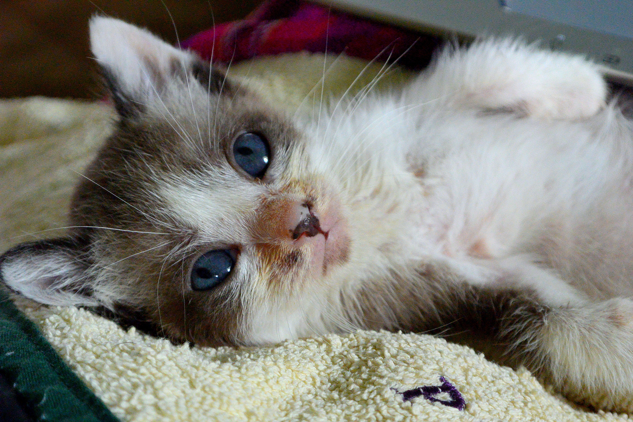 Nikon 1 J3 sample photo. Blue eyed kitten photography