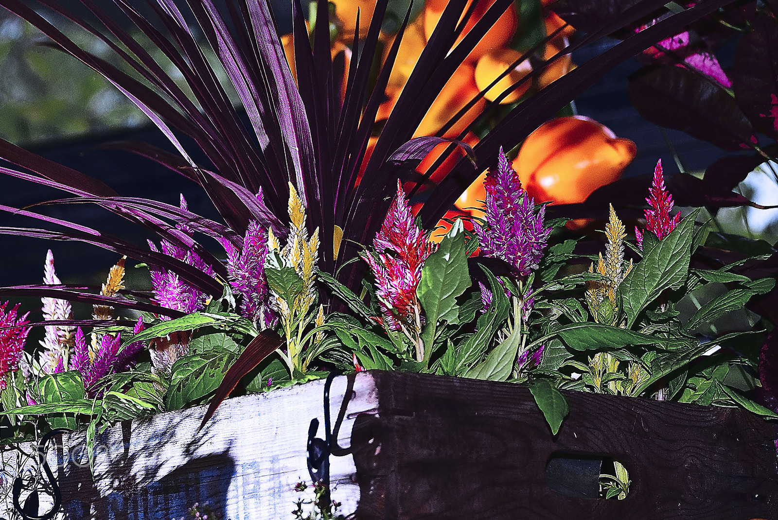 Nikon D200 sample photo. Light straight extend flower plugging photography