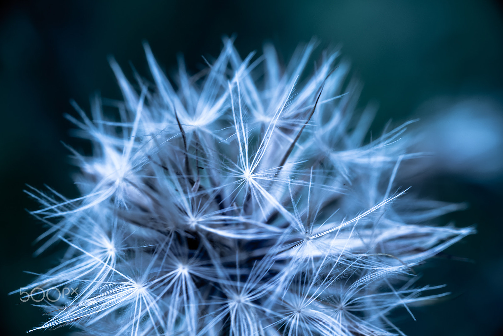 Tamron SP AF 90mm F2.8 Di Macro sample photo. The dandelion photography