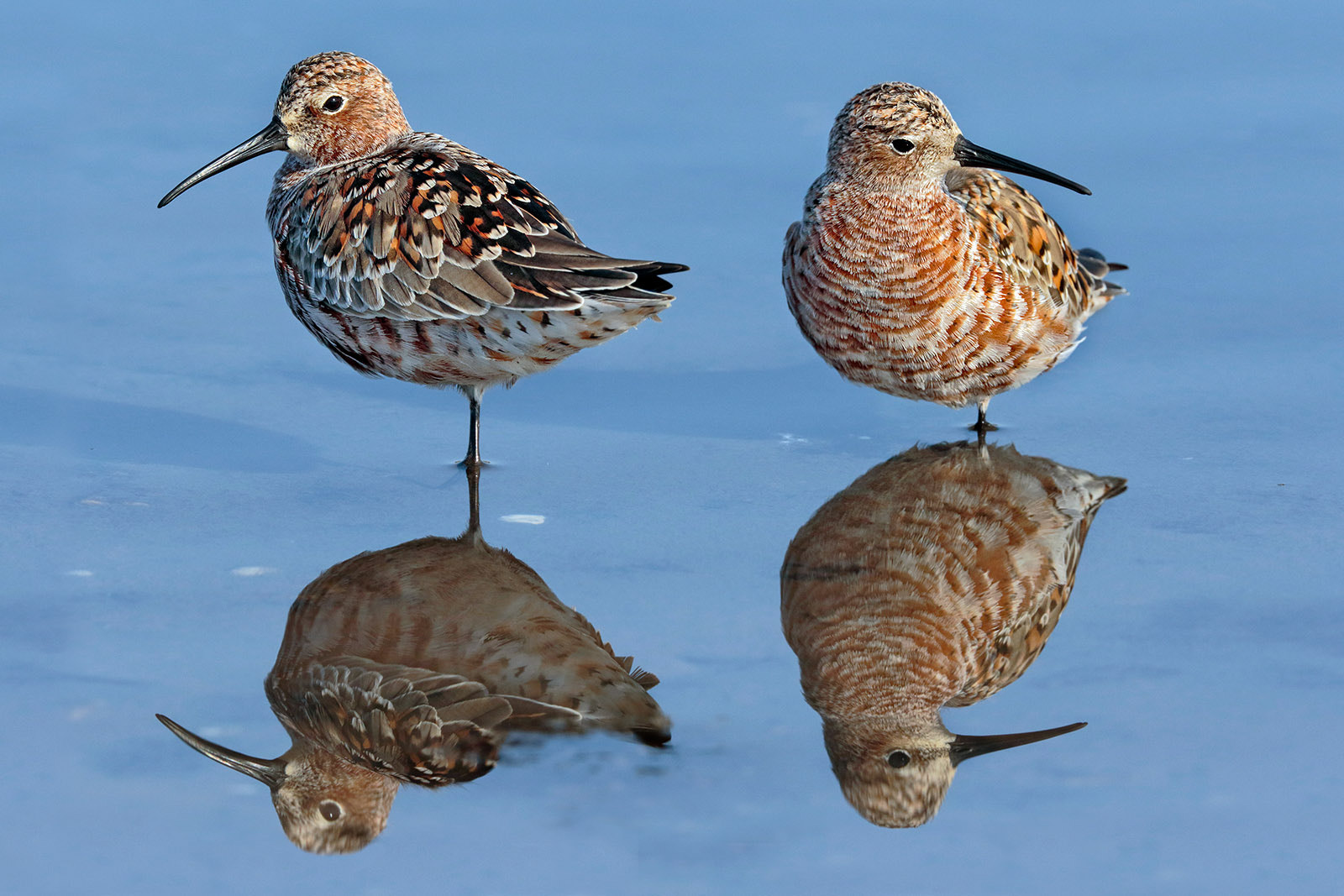Canon EF 300mm F2.8L IS II USM sample photo. Common sandpiper photography