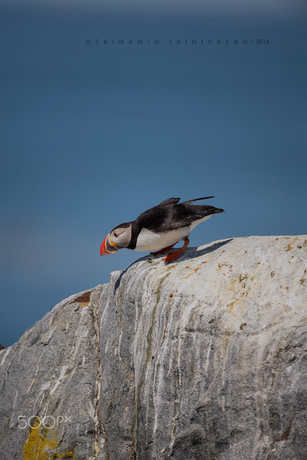 Nikon D610 + Nikon AF-S Nikkor 600mm F4G ED VR sample photo. Before the takeoff photography