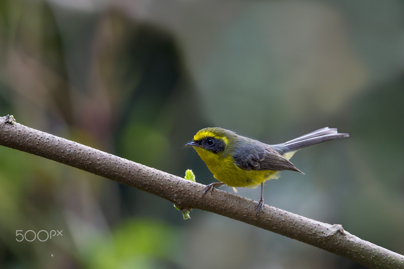 Nikon AF-S Nikkor 600mm F4E FL ED VR sample photo. Yellow-bellied fantail photography