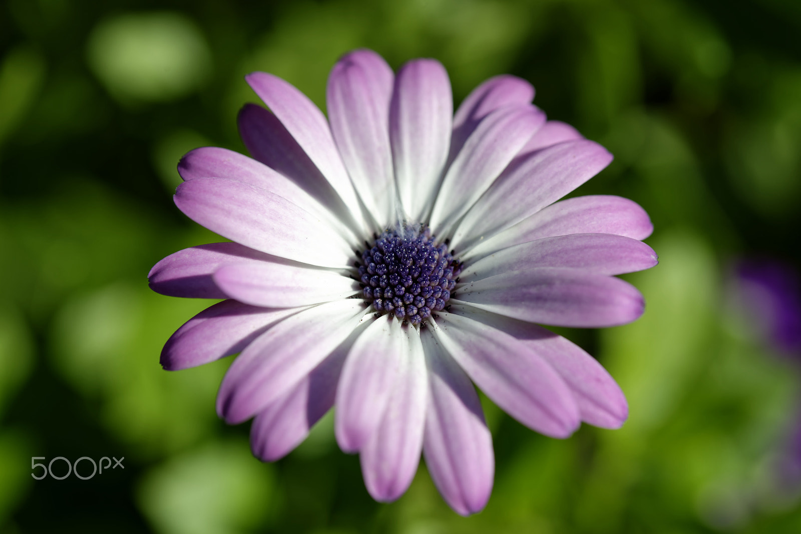 Nikon AF-S Micro-Nikkor 60mm F2.8G ED sample photo. Untitled photography