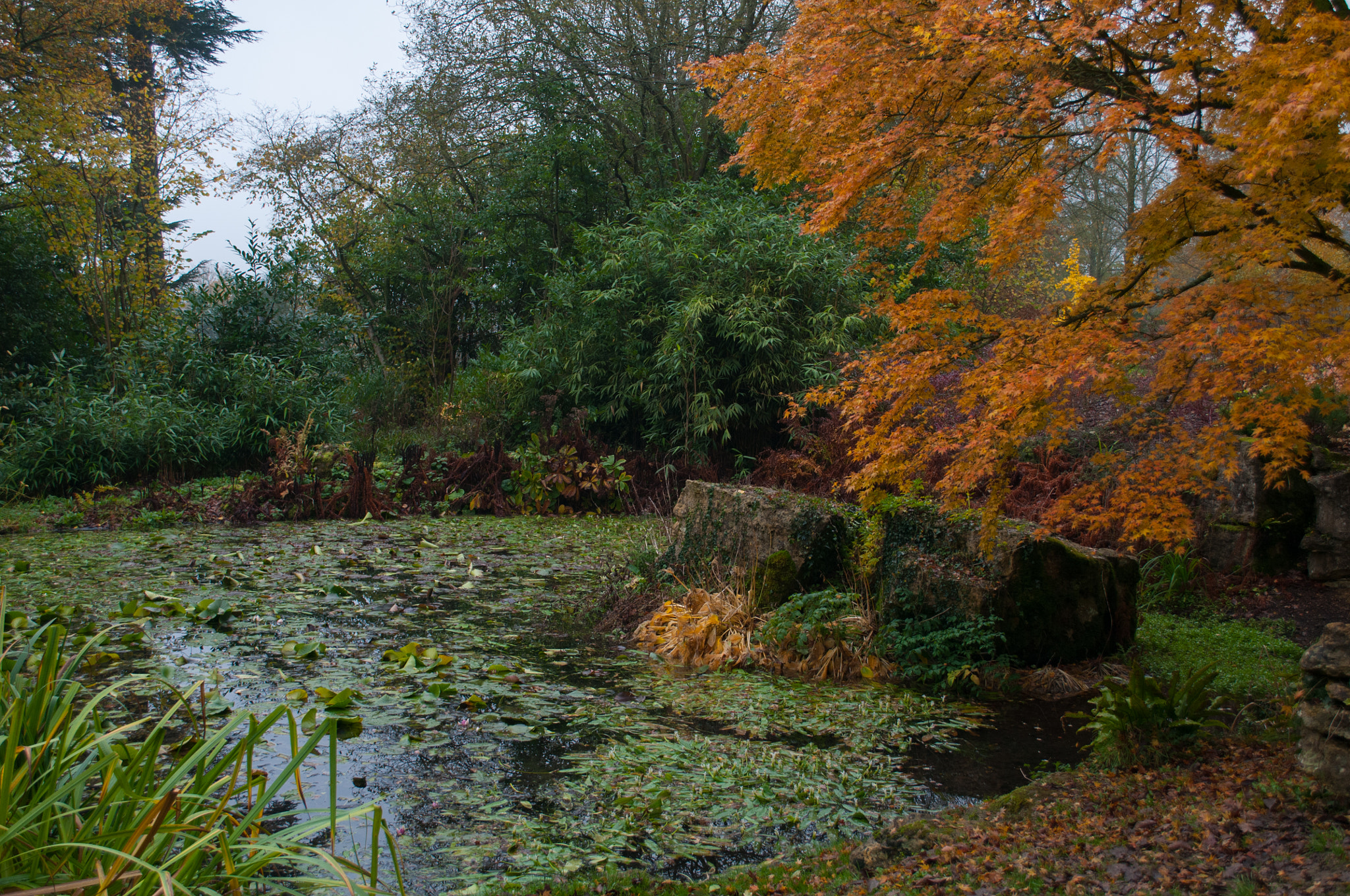 Nikon D300 sample photo. Batsford  arberitum photography