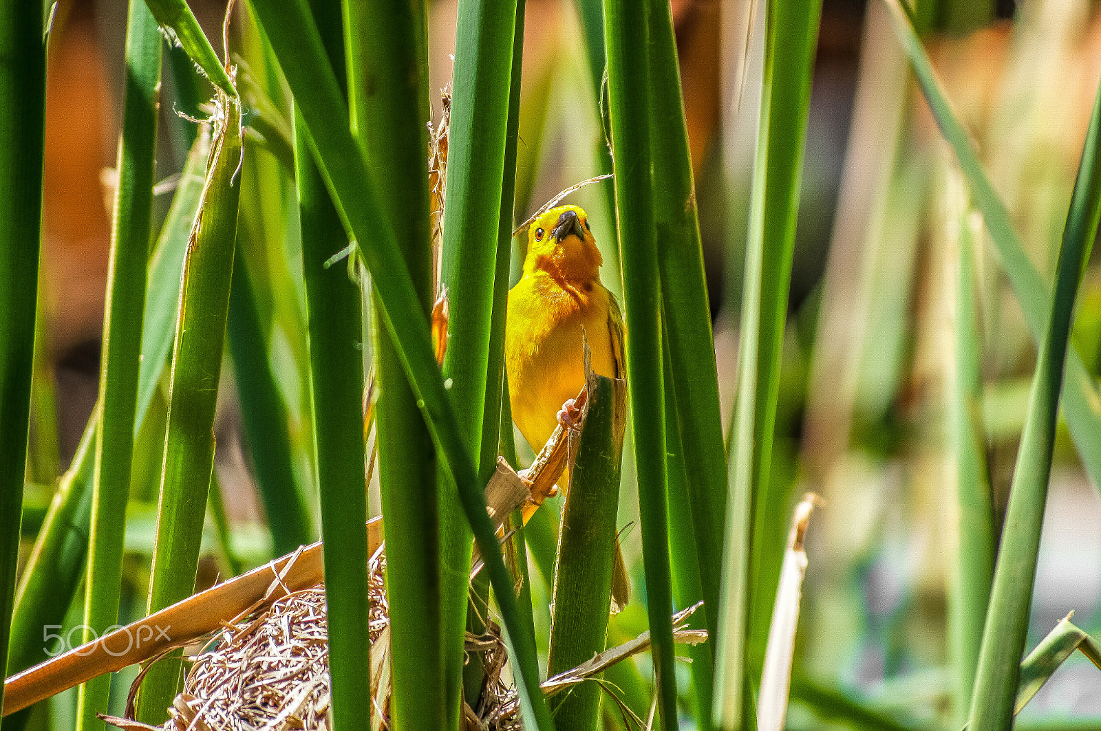 Sony SLT-A55 (SLT-A55V) sample photo. Lesser masked weaver photography