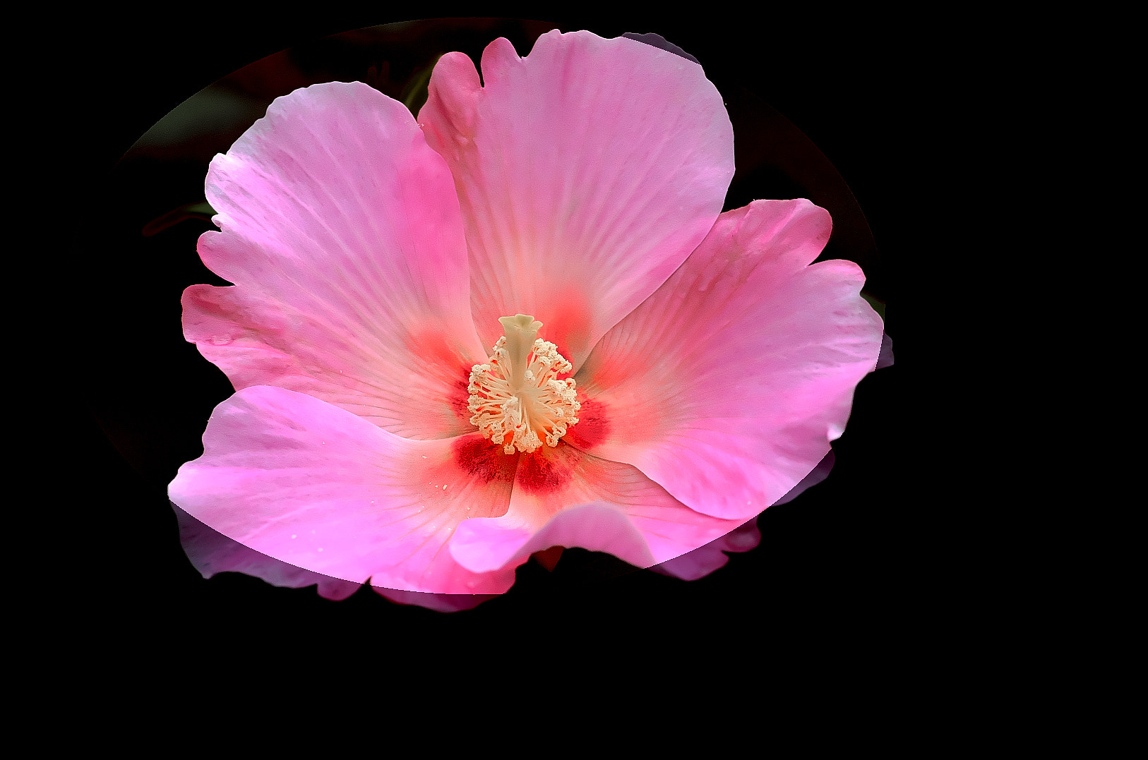 Pentax smc D-FA 100mm F2.8 Macro WR sample photo. Hibiscus mutabilis photography