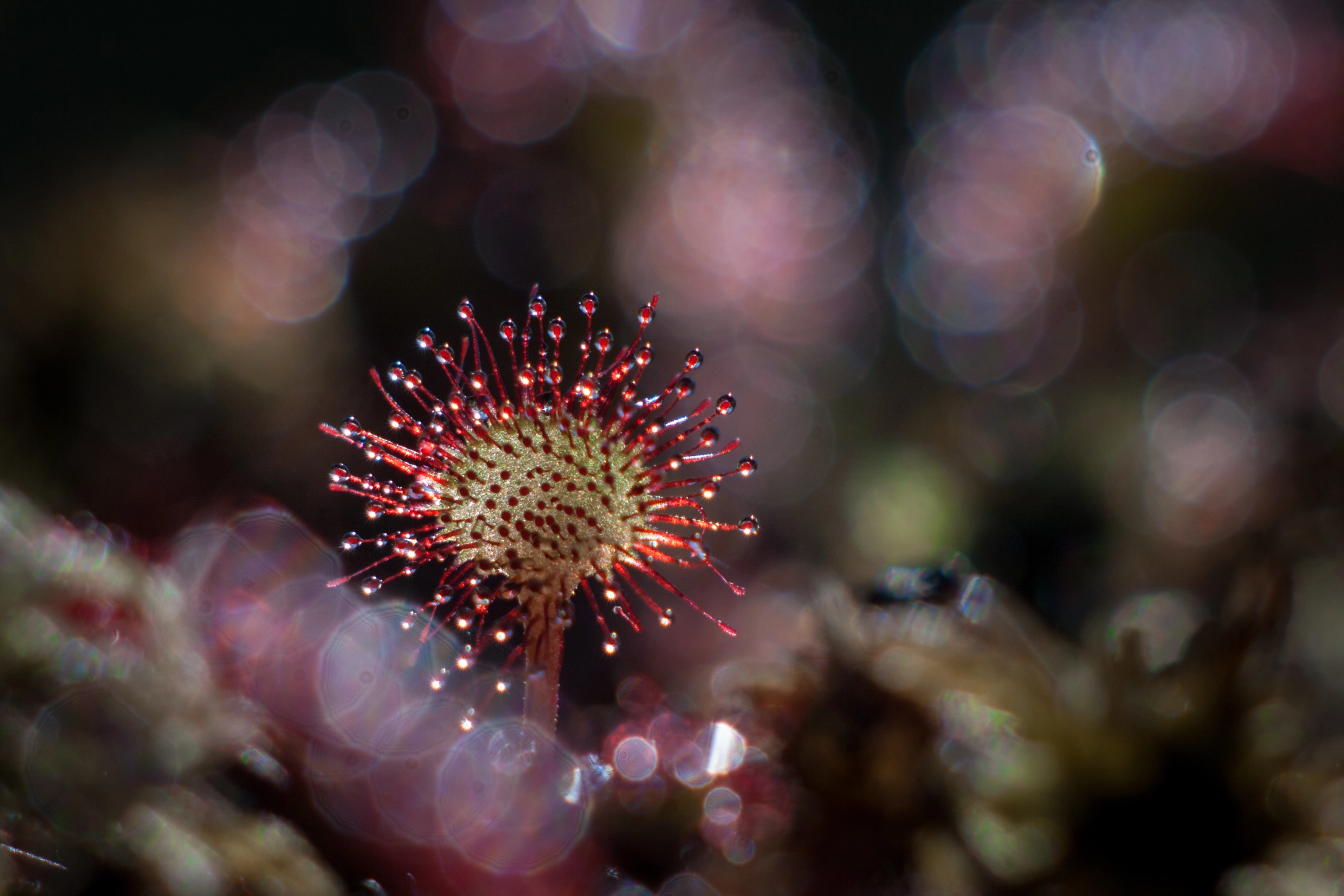 Canon EF 35-80mm f/4-5.6 sample photo