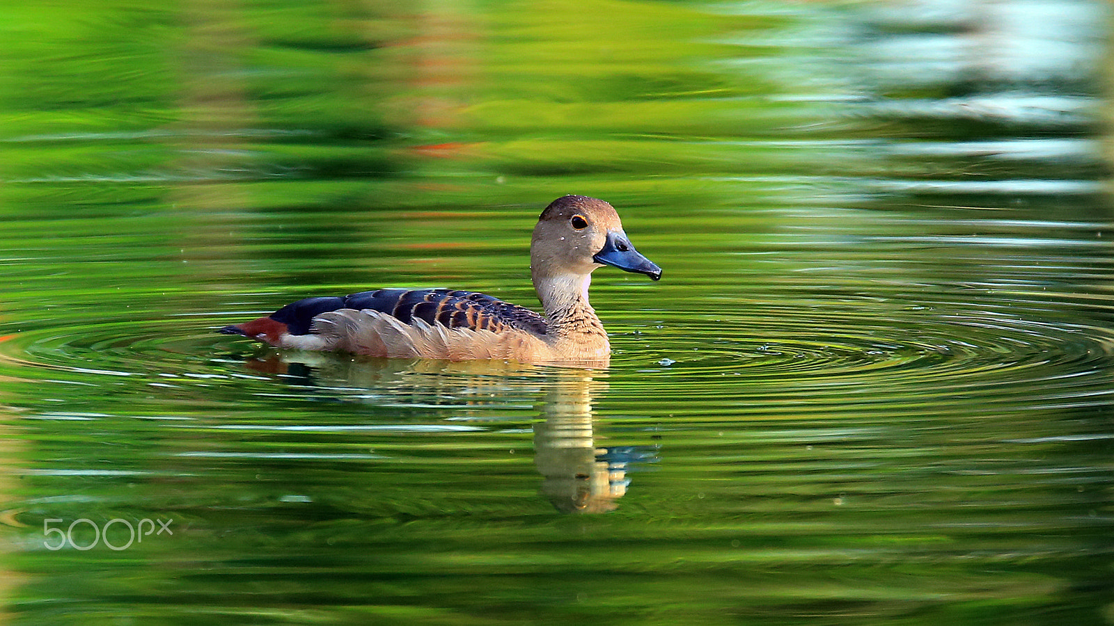 Canon EOS-1D X + Tamron SP 150-600mm F5-6.3 Di VC USD sample photo. Whistling duck photography