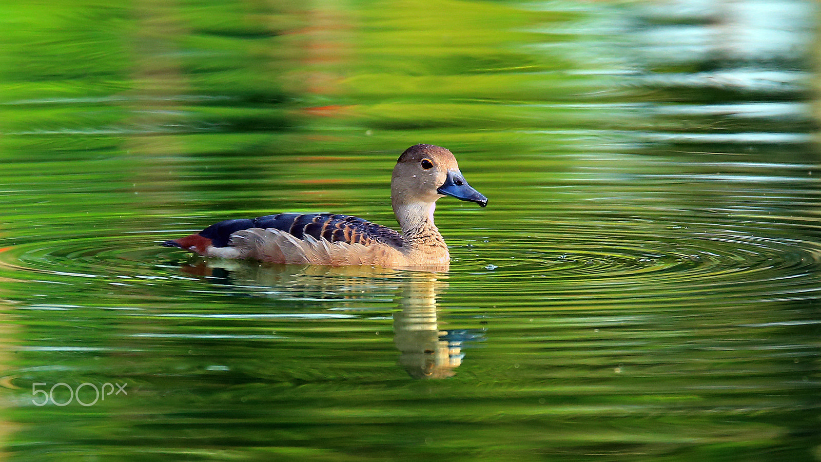 Tamron SP 150-600mm F5-6.3 Di VC USD sample photo. Whistling duck photography