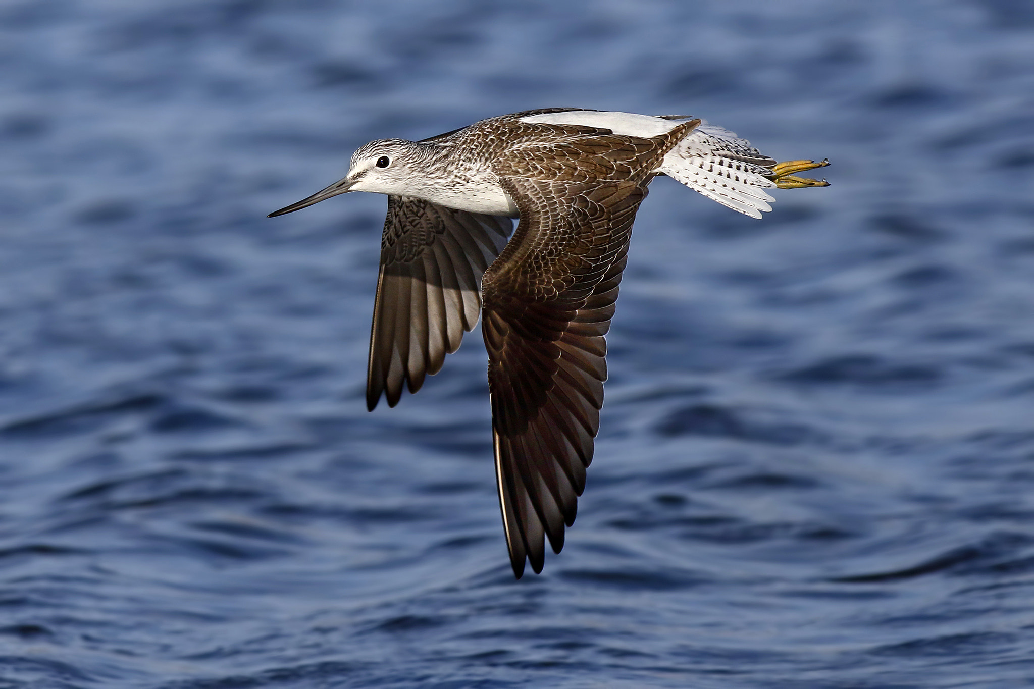 Canon EOS 7D Mark II + Canon EF 500mm f/4.5L sample photo. Greenshank photography