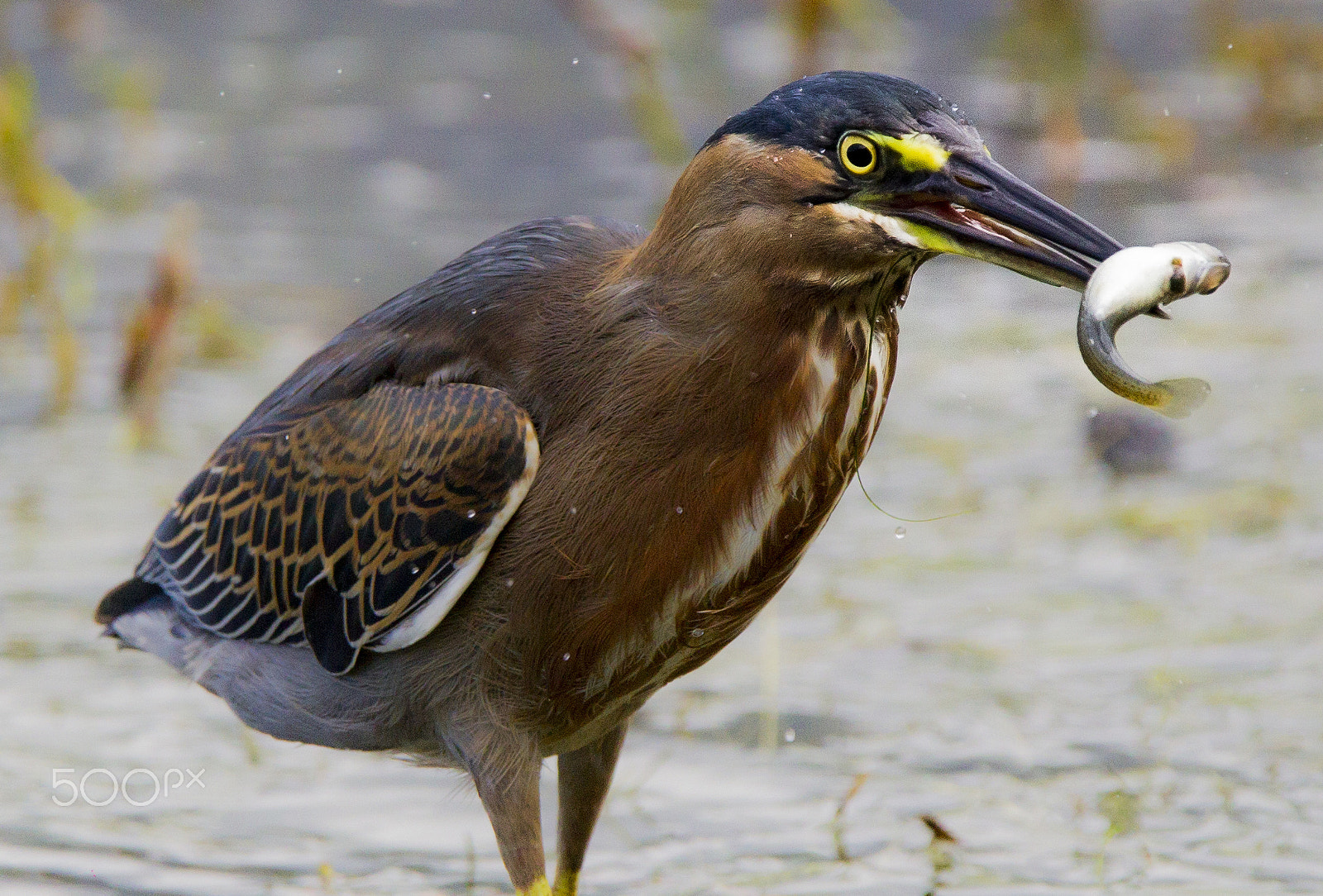 Canon EOS-1D Mark IV sample photo. Kingfisher photography