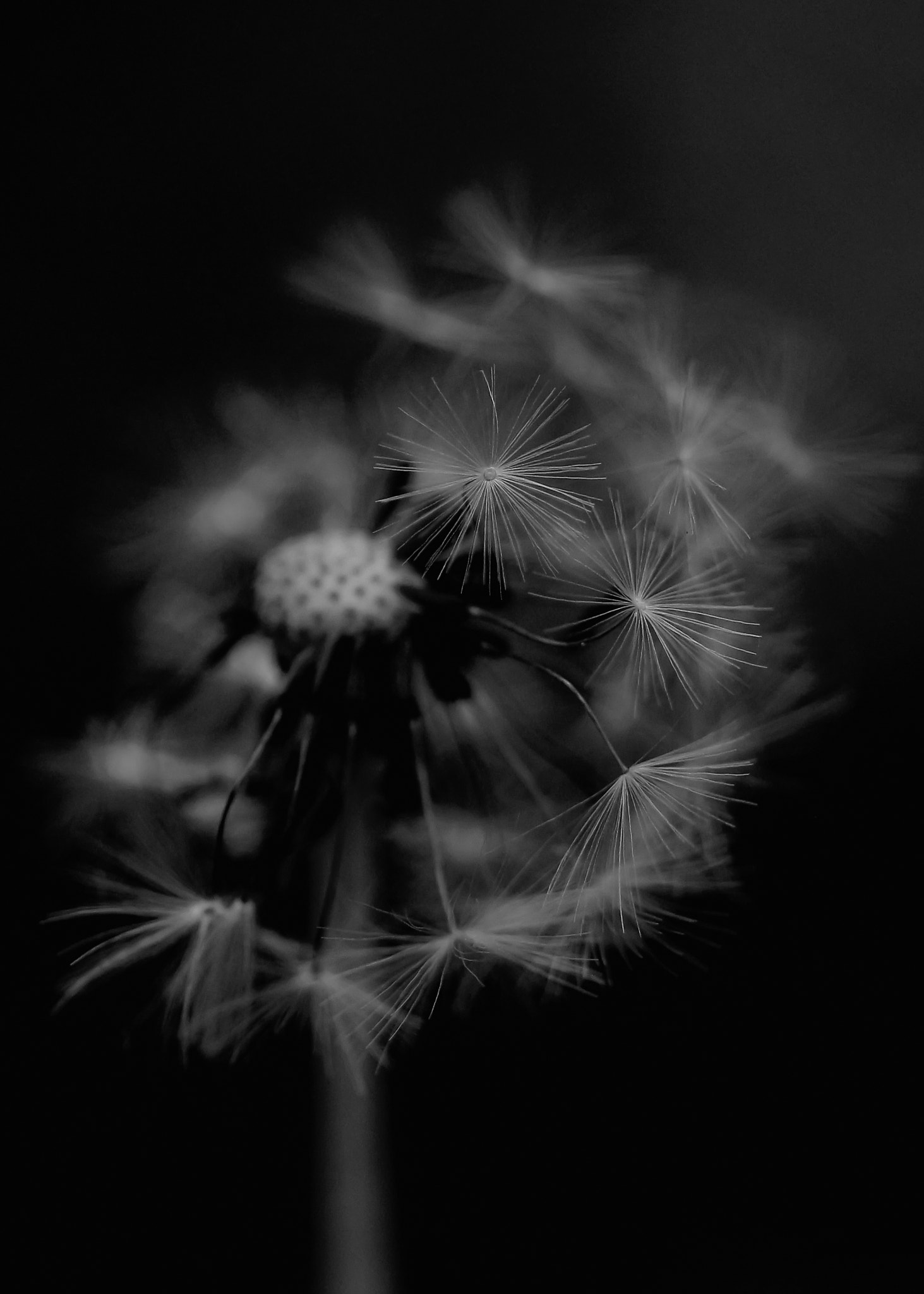 Canon EF 100mm F2.8 Macro USM sample photo. Dandelion photography