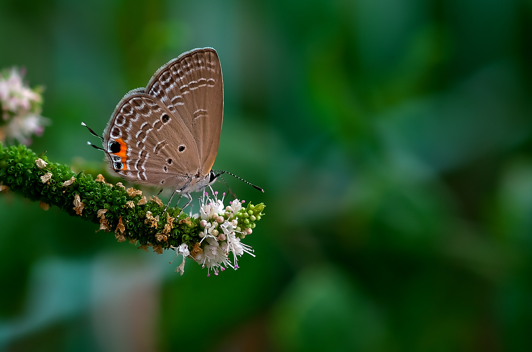 Pentax K-50 + Pentax smc D-FA 100mm F2.8 Macro WR sample photo. Butterfly photography