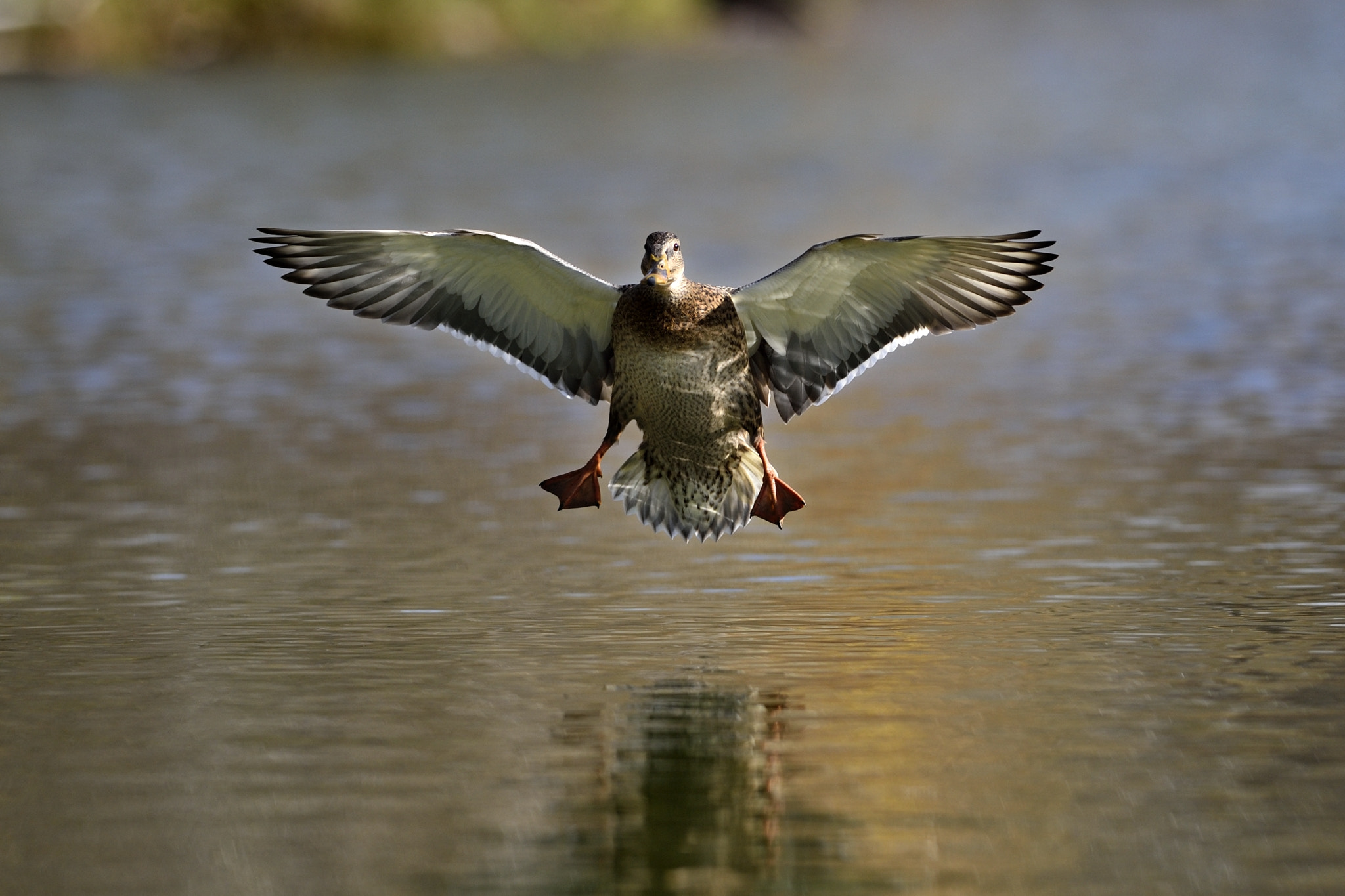 Nikon D3 sample photo. Landing on approach photography