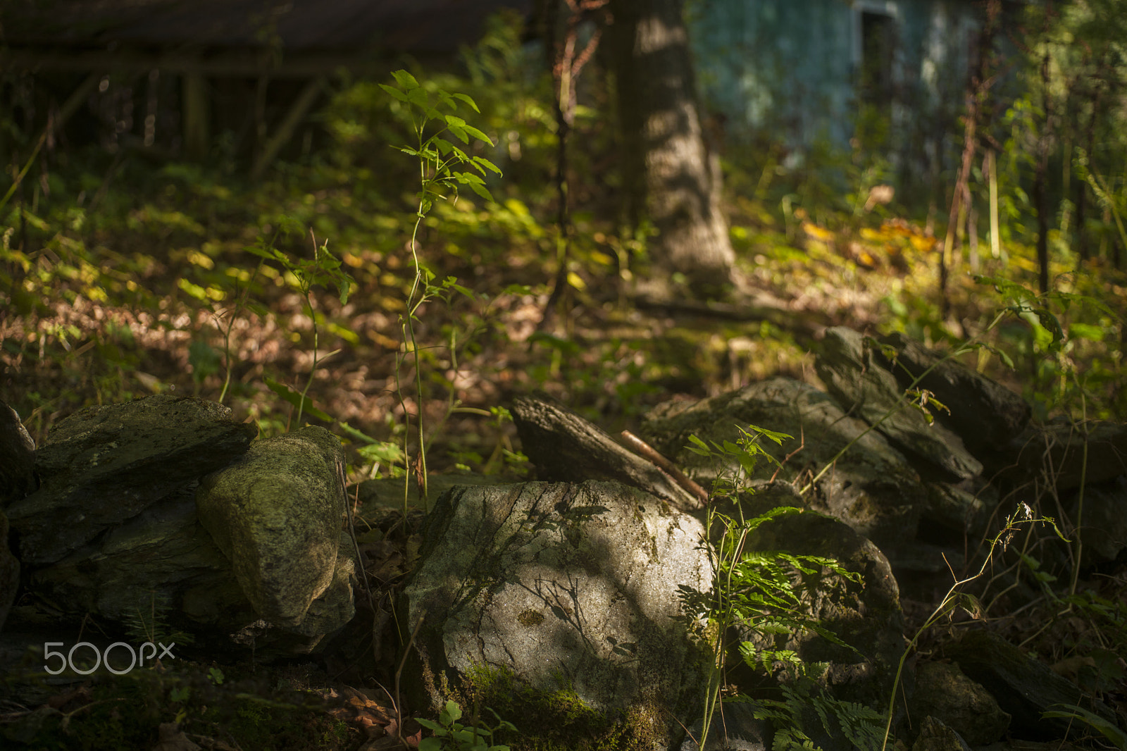 Sony Alpha DSLR-A900 + MACRO 50mm F2.8 sample photo. The hut in the forest photography
