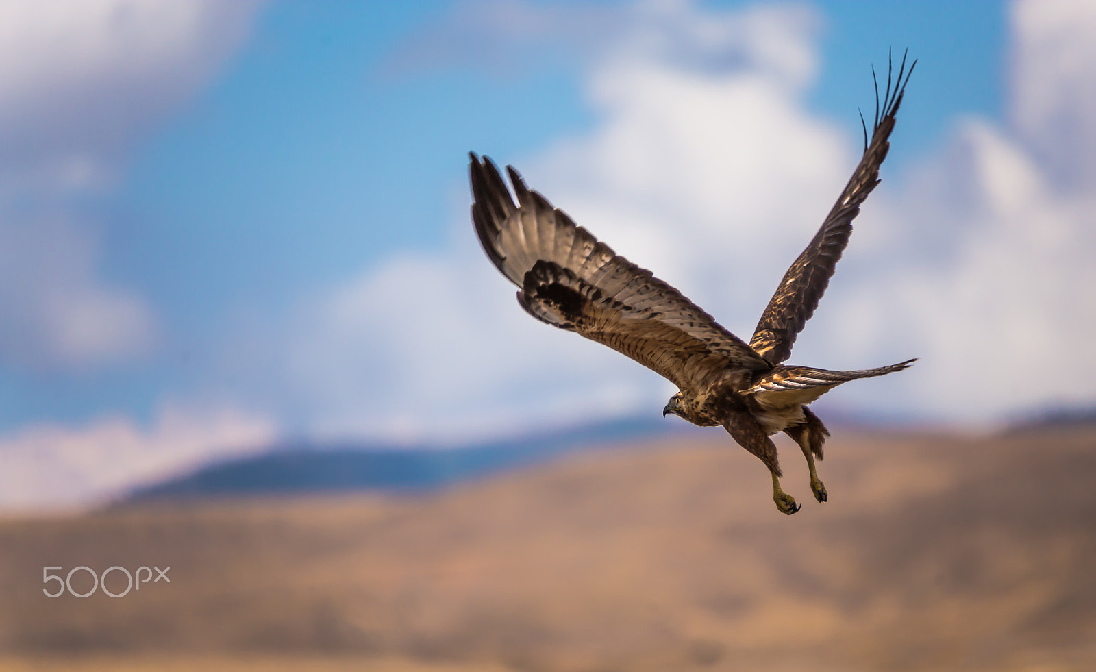 Canon EOS 6D + Canon EF 100-400mm F4.5-5.6L IS USM sample photo. Falcon flyby photography