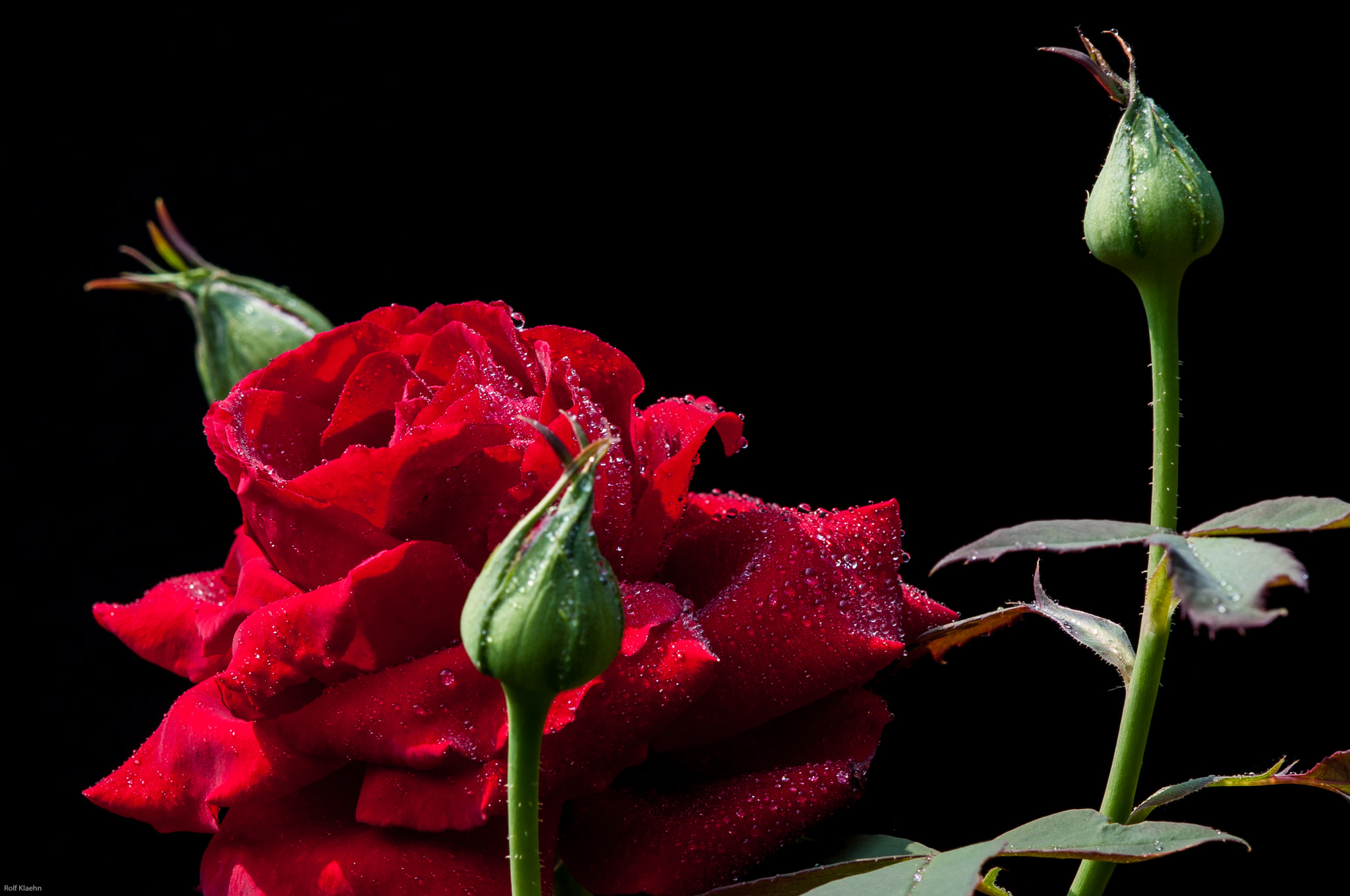 Nikon AF-S DX Micro-Nikkor 85mm F3.5G ED VR sample photo. Rose nach dem regen photography