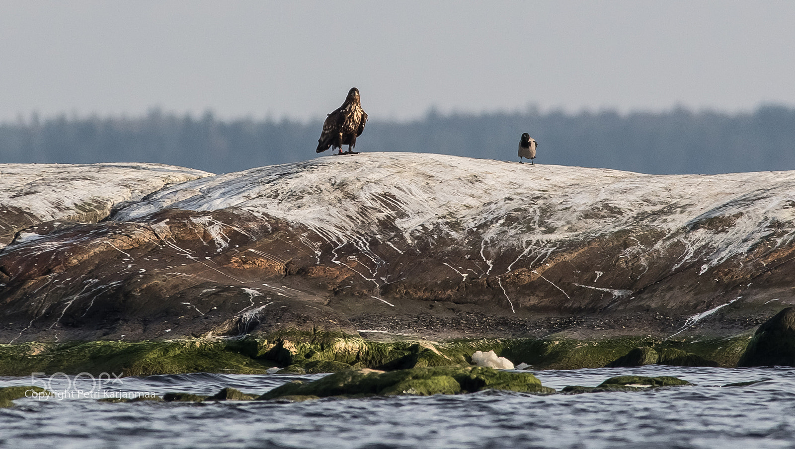 Canon EOS 7D Mark II + Canon EF 300mm f/2.8L + 1.4x sample photo. Friends? photography