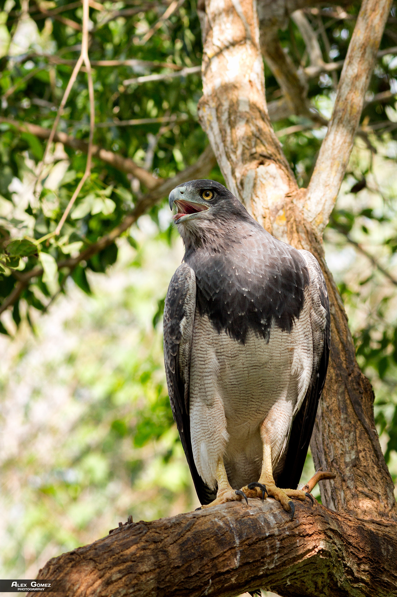 Canon EOS 7D + Canon EF 200mm F2.8L II USM sample photo. Eagle photography