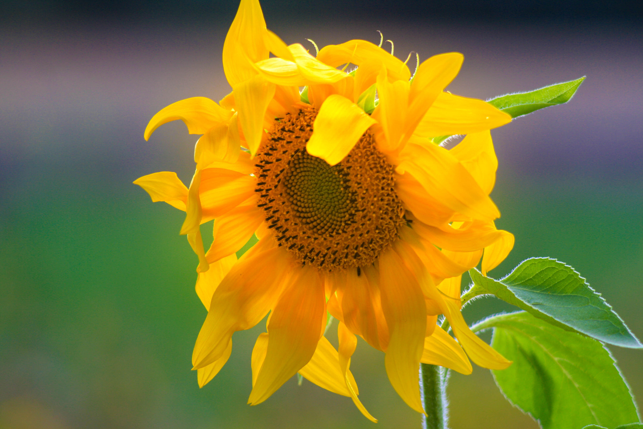 Canon EF 70-210mm f/3.5-4.5 USM sample photo