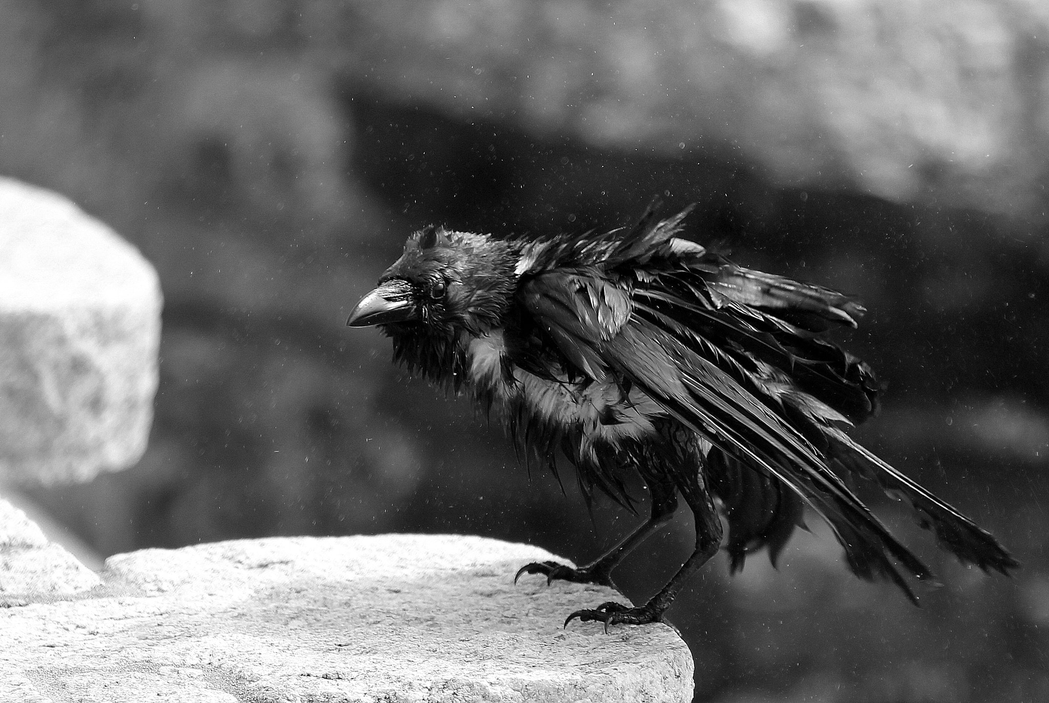Canon EOS 600D (Rebel EOS T3i / EOS Kiss X5) + Canon EF 70-200mm F2.8L IS II USM sample photo. Soaked crow photography