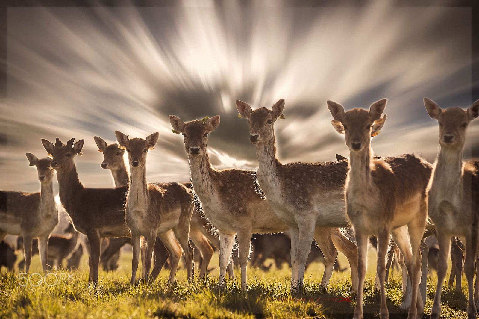 AF Zoom-Nikkor 80-200mm f/2.8 ED sample photo. Phoenix park photography