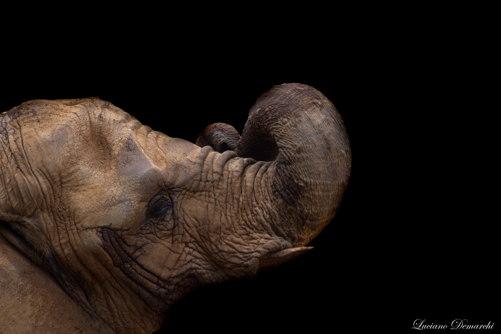 Canon EOS 100D (EOS Rebel SL1 / EOS Kiss X7) sample photo. Elefante photography