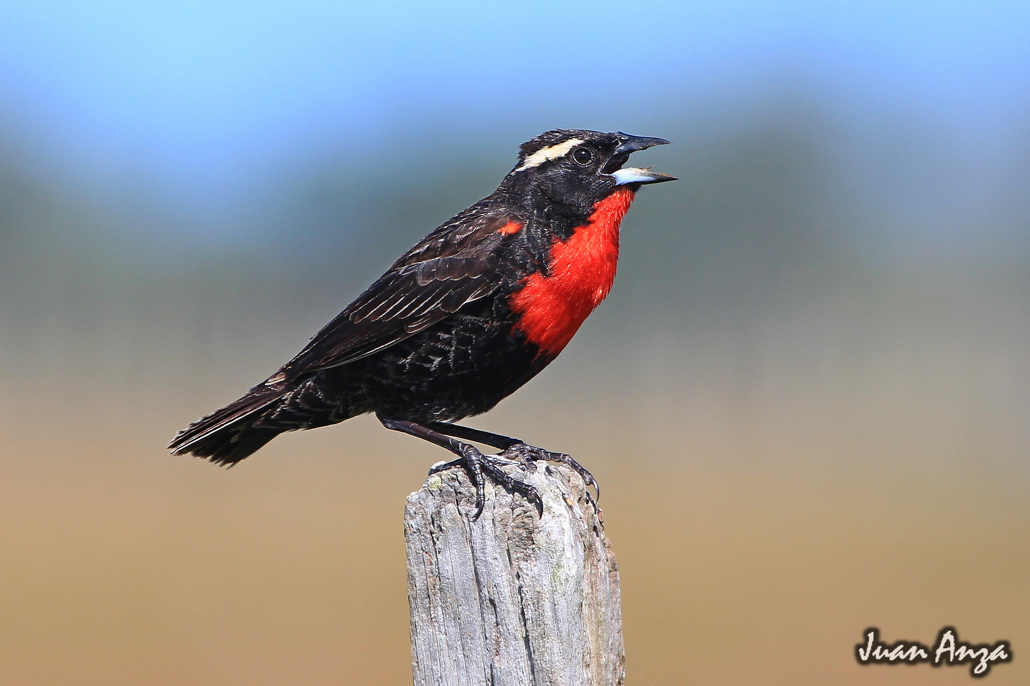 Canon EF 100-400mm F4.5-5.6L IS USM sample photo. White-browed blackbird photography