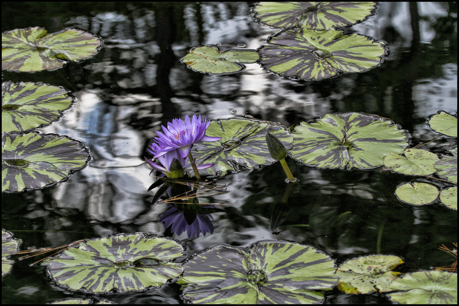 Canon EF 100-400mm F4.5-5.6L IS USM sample photo. Reaching for it photography
