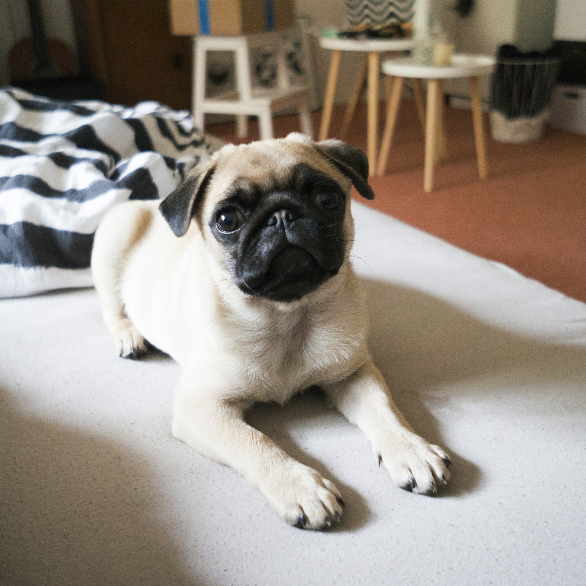 Sony Alpha NEX-5R + Sony E 16mm F2.8 sample photo. Kalitathepug photography