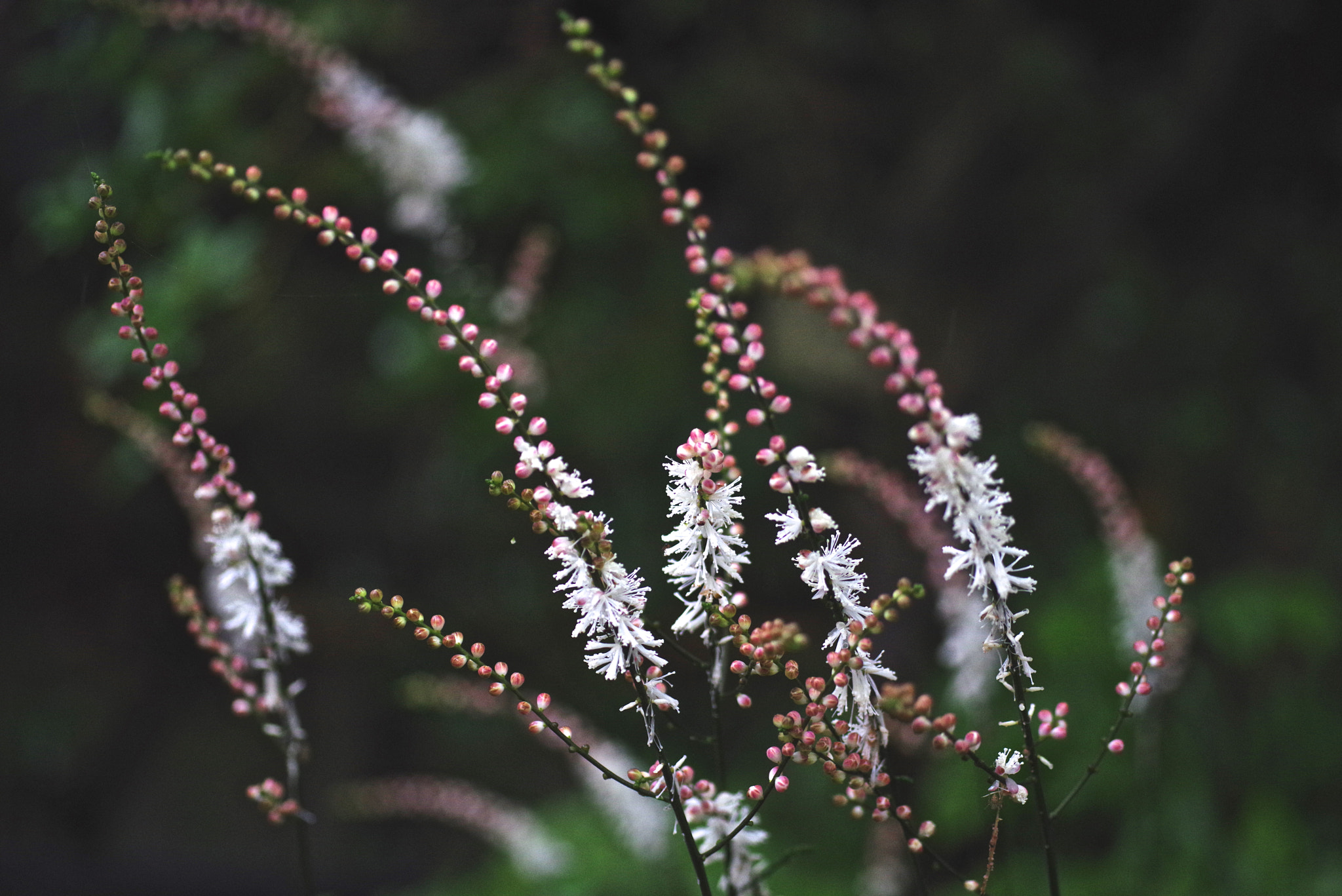 Pentax K-1 + Sigma sample photo. Cimicifuga photography