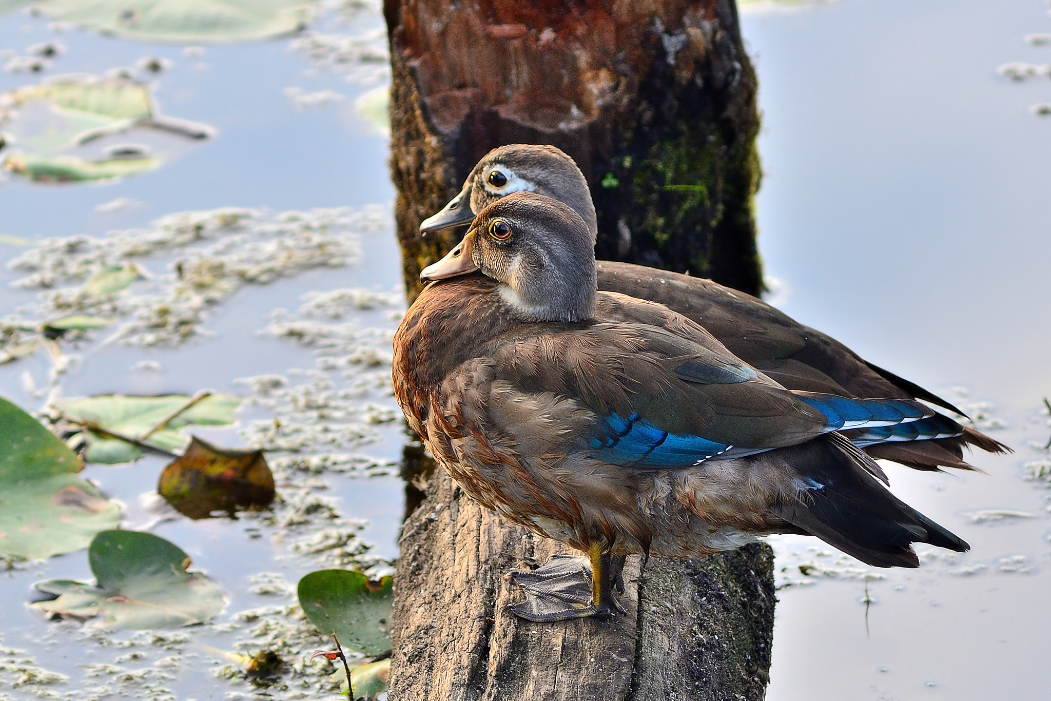 Nikon D7000 + AF Zoom-Nikkor 75-300mm f/4.5-5.6 sample photo. Sibling wood ducks photography