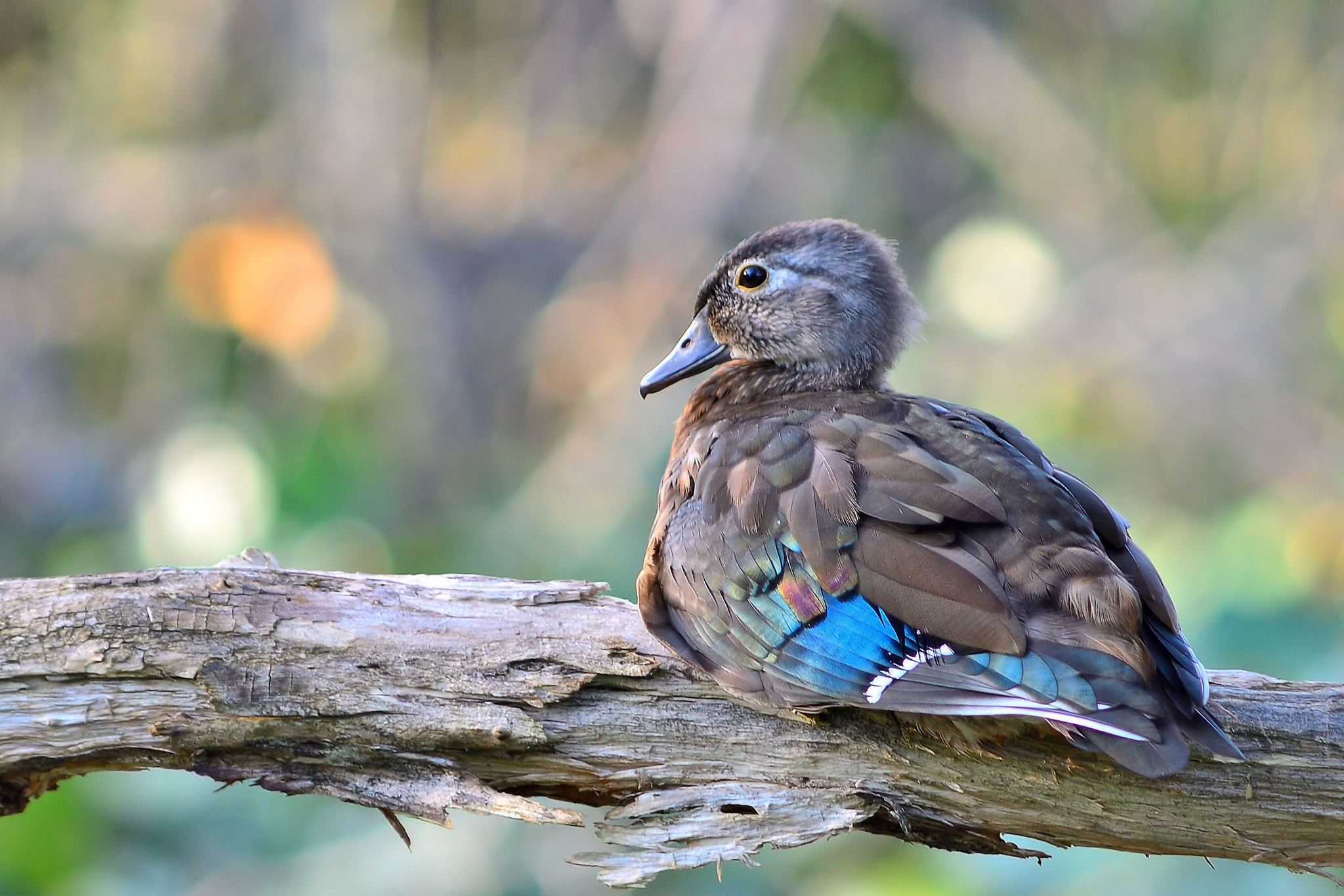 Nikon D7000 sample photo. Young wood duck in tree photography